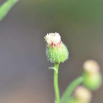 Erigeron bonariensis (Flaxleaf Fleabane) at Wamboin, NSW - 28 Nov 2020 by natureguy