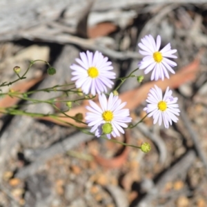 Brachyscome rigidula at Wamboin, NSW - 28 Nov 2020