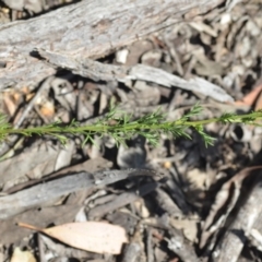 Brachyscome rigidula at Wamboin, NSW - 28 Nov 2020