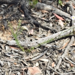 Brachyscome rigidula at Wamboin, NSW - 28 Nov 2020