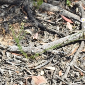 Brachyscome rigidula at Wamboin, NSW - 28 Nov 2020