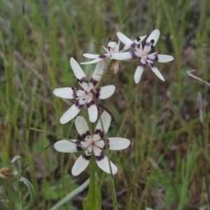 Wurmbea dioica subsp. dioica at Theodore, ACT - 11 Oct 2021 04:26 PM