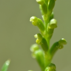 Microtis parviflora at Wamboin, NSW - 28 Nov 2020