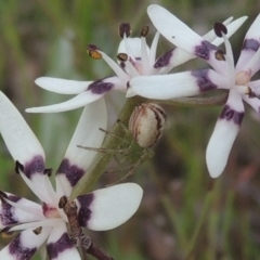 Lehtinelagia sp. (genus) (Flower Spider or Crab Spider) at Tuggeranong Hill - 11 Oct 2021 by michaelb