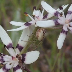 Lehtinelagia sp. (genus) at Theodore, ACT - 11 Oct 2021