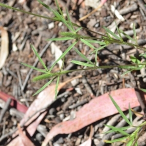 Trifolium angustifolium at Wamboin, NSW - 28 Nov 2020