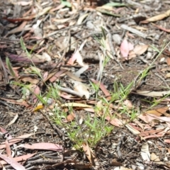 Trifolium angustifolium at Wamboin, NSW - 28 Nov 2020