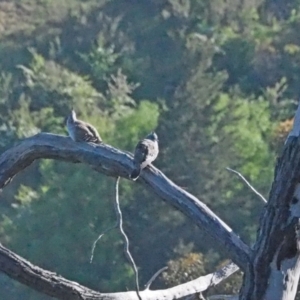 Ocyphaps lophotes at Coree, ACT - 31 Oct 2021