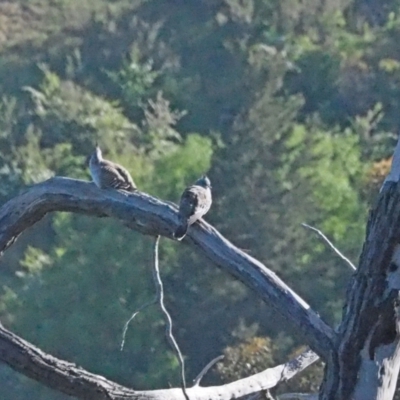 Ocyphaps lophotes (Crested Pigeon) at Coree, ACT - 30 Oct 2021 by wombey