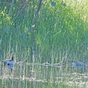 Chenonetta jubata at Strathnairn, ACT - 31 Oct 2021 08:48 AM