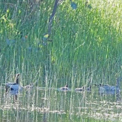 Chenonetta jubata (Australian Wood Duck) at Woodstock Nature Reserve - 30 Oct 2021 by wombey