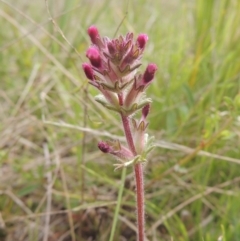 Parentucellia latifolia (Red Bartsia) at Tuggeranong Hill - 11 Oct 2021 by michaelb