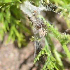 Phryganoporus candidus (Foliage-webbing social spider) at QPRC LGA - 28 Nov 2020 by natureguy