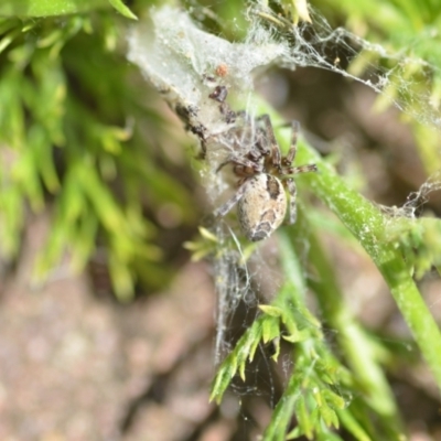 Phryganoporus candidus (Foliage-webbing social spider) at QPRC LGA - 28 Nov 2020 by natureguy