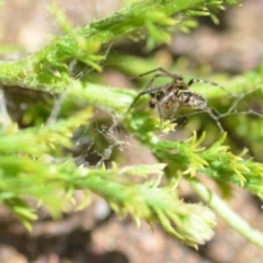 Phryganoporus candidus at Wamboin, NSW - 28 Nov 2020