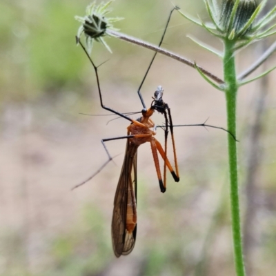 Harpobittacus australis (Hangingfly) at Piney Ridge - 29 Oct 2021 by RobG1
