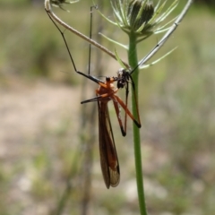 Harpobittacus australis at Stromlo, ACT - 29 Oct 2021 01:46 PM