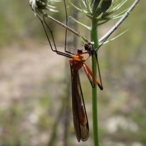 Harpobittacus australis at Stromlo, ACT - 29 Oct 2021 01:46 PM