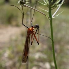 Harpobittacus australis at Stromlo, ACT - 29 Oct 2021