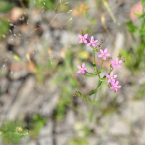 Centaurium tenuiflorum at Wamboin, NSW - 28 Nov 2020