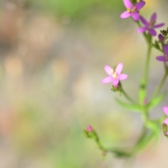 Centaurium tenuiflorum at Wamboin, NSW - 28 Nov 2020