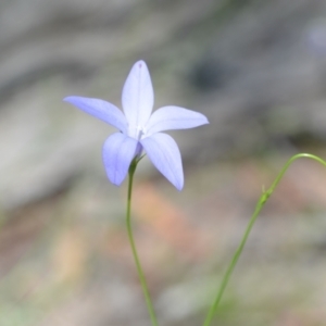 Wahlenbergia stricta subsp. stricta at Wamboin, NSW - 28 Nov 2020