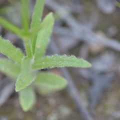 Wahlenbergia stricta subsp. stricta at Wamboin, NSW - 28 Nov 2020