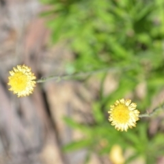 Coronidium scorpioides (Button Everlasting) at Wamboin, NSW - 28 Nov 2020 by natureguy