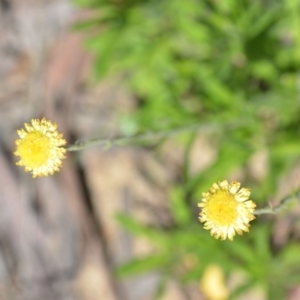 Coronidium scorpioides at Wamboin, NSW - 28 Nov 2020