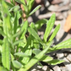 Coronidium scorpioides at Wamboin, NSW - 28 Nov 2020