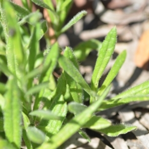 Coronidium scorpioides at Wamboin, NSW - 28 Nov 2020