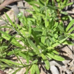 Coronidium scorpioides at Wamboin, NSW - 28 Nov 2020