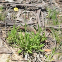 Coronidium scorpioides at Wamboin, NSW - 28 Nov 2020