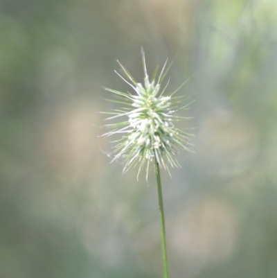 Echinopogon sp. (Hedgehog Grass) at Wamboin, NSW - 28 Nov 2020 by natureguy