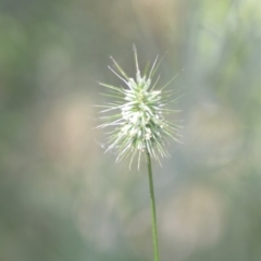 Echinopogon sp. (genus) (Hedgehog Grass) at Wamboin, NSW - 28 Nov 2020 by natureguy