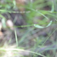 Echinopogon sp. at Wamboin, NSW - 28 Nov 2020