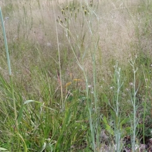 Senecio quadridentatus at Kambah, ACT - 31 Oct 2021