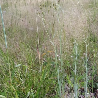 Senecio quadridentatus (Cotton Fireweed) at Little Taylor Grasslands - 30 Oct 2021 by RosemaryRoth