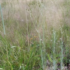 Senecio quadridentatus (Cotton Fireweed) at Little Taylor Grasslands - 30 Oct 2021 by RosemaryRoth