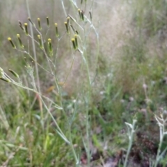 Senecio quadridentatus at Kambah, ACT - 31 Oct 2021