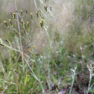 Senecio quadridentatus at Kambah, ACT - 31 Oct 2021