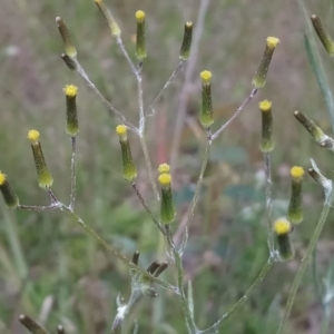 Senecio quadridentatus at Kambah, ACT - 31 Oct 2021