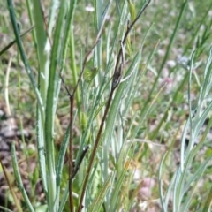 Senecio quadridentatus at Kambah, ACT - 31 Oct 2021