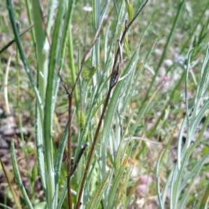 Senecio quadridentatus at Kambah, ACT - 31 Oct 2021