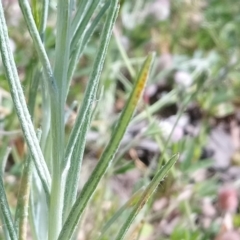 Senecio quadridentatus at Kambah, ACT - 31 Oct 2021