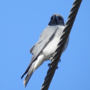 Artamus personatus at Stromlo, ACT - 31 Oct 2021 08:58 AM