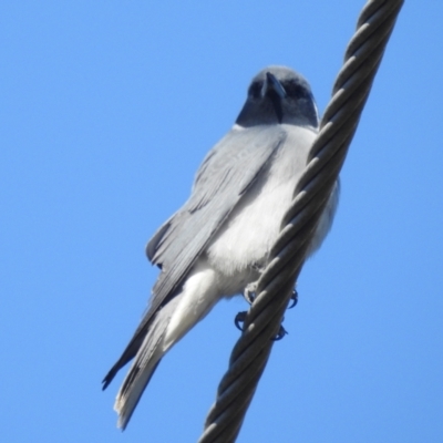 Artamus personatus (Masked Woodswallow) at Bullen Range - 30 Oct 2021 by HelenCross