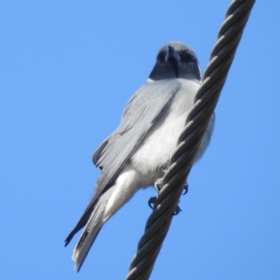 Artamus personatus (Masked Woodswallow) at Stromlo, ACT - 31 Oct 2021 by HelenCross