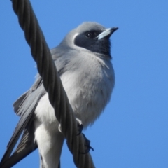 Artamus personatus at Stromlo, ACT - 31 Oct 2021 08:58 AM