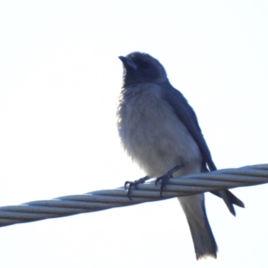 Artamus personatus at Stromlo, ACT - 31 Oct 2021 08:58 AM